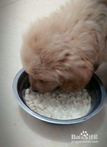 小狗多大开始添加辅食？小狗多大断奶？