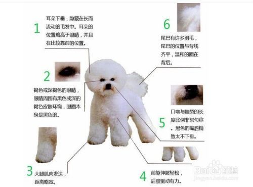 如何挑选优质的卷毛比熊犬