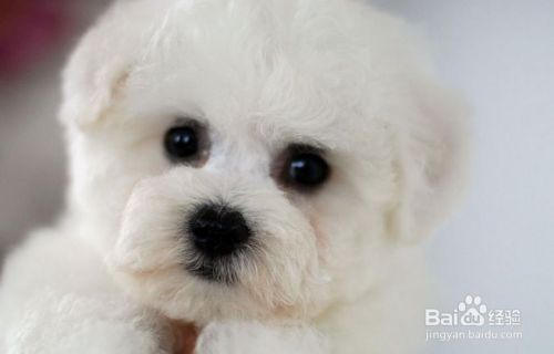 如何挑选优质的卷毛比熊犬