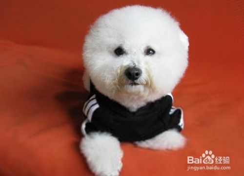 如何挑选优质的卷毛比熊犬