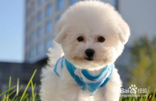 如何挑选优质的卷毛比熊犬