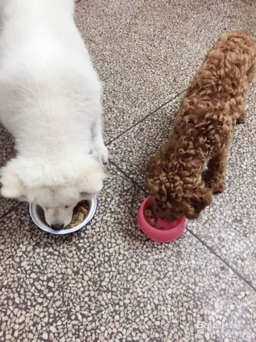 自制狗粮的材料和做法