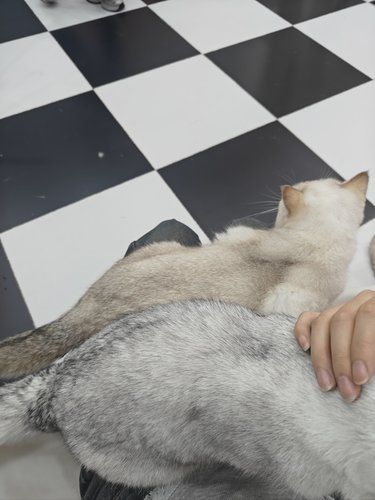 幸福，终于体验到被猫猫环绕的生活了！