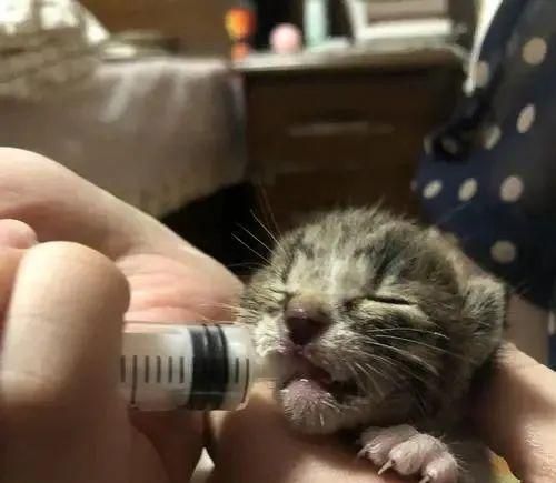 新生小猫的眼屎——关爱宠物健康
