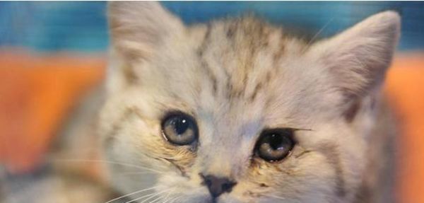 新生小猫的眼屎——关爱宠物健康