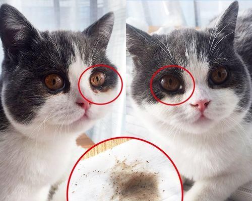新生小猫的眼屎——关爱宠物健康