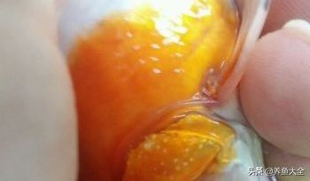 锦鲤的自然繁殖,这些是必须要知道的!