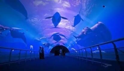 大连水族馆vs祥龙鱼场（大连水族馆可能与观赏鱼市场有关联，但具体信息较少） 全国水族馆企业名录 第1张