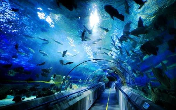 大连水族馆vs祥龙鱼场（大连水族馆可能与观赏鱼市场有关联，但具体信息较少） 全国水族馆企业名录 第3张