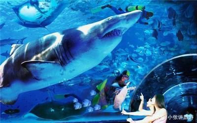 大连水族馆vs祥龙鱼场（大连水族馆可能与观赏鱼市场有关联，但具体信息较少） 全国水族馆企业名录 第2张
