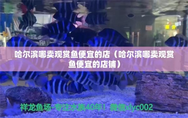 哈尔滨哪卖观赏鱼便宜的店（哈尔滨哪卖观赏鱼便宜的店铺） 祥龙水族医院