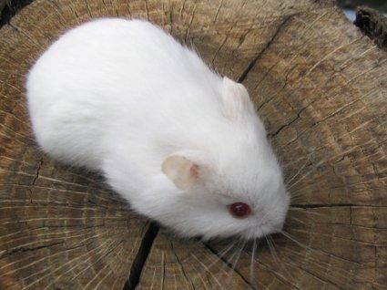 雪球仓鼠怎么养，雪球仓鼠怎么饲养（萌萌哒的小仓鼠，种类你知多少）