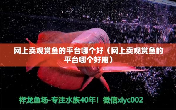 网上卖观赏鱼的平台哪个好（网上卖观赏鱼的平台哪个好用） 网上购买观赏鱼