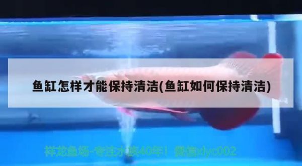 鱼缸怎样才能保持清洁(鱼缸如何保持清洁) BD魟鱼