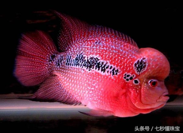 最好养又漂亮的宠物鱼，5块钱3条好便宜，你养的鱼儿能活几年