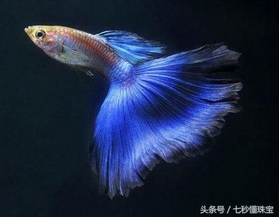 最好养又漂亮的宠物鱼，5块钱3条好便宜，你养的鱼儿能活几年