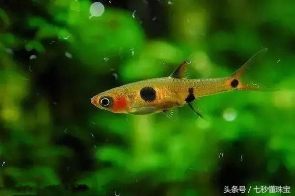 最好养又漂亮的宠物鱼，5块钱3条好便宜，你养的鱼儿能活几年