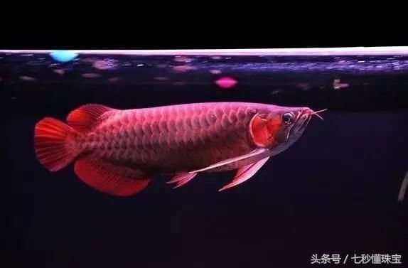 最好养又漂亮的宠物鱼，5块钱3条好便宜，你养的鱼儿能活几年