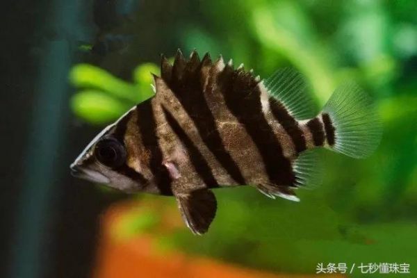 最好养又漂亮的宠物鱼，5块钱3条好便宜，你养的鱼儿能活几年