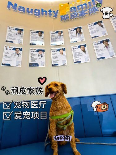 现在的宠物医院已经进化成这样了吗❓❗