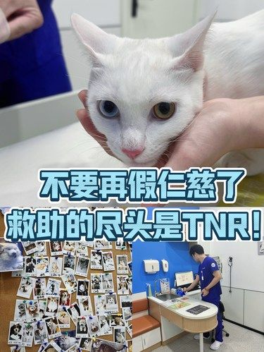 跑遍上海，我终于找到这家给流浪猫TNR的医院