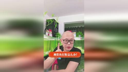 养鱼打粉怎么办？