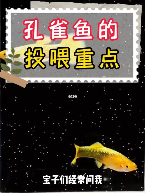鱼如何喂食