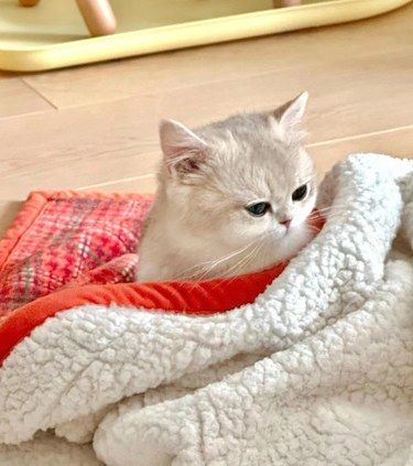 猫咪疫苗接种