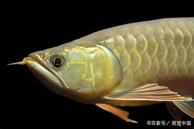 金龙鱼宠物鱼：宠物大全:金龙鱼饲养金龙鱼的正确方法知识介绍 龙鱼百科 第7张