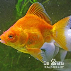 闯缸鱼怎么处理