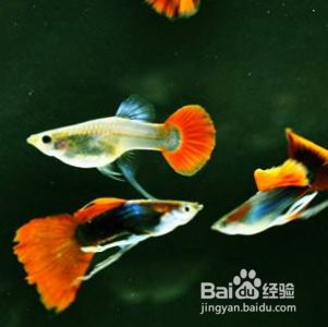 闯缸鱼怎么处理