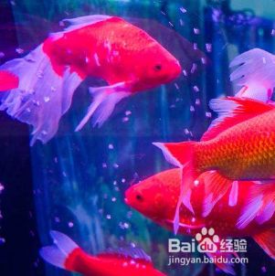 闯缸鱼怎么处理