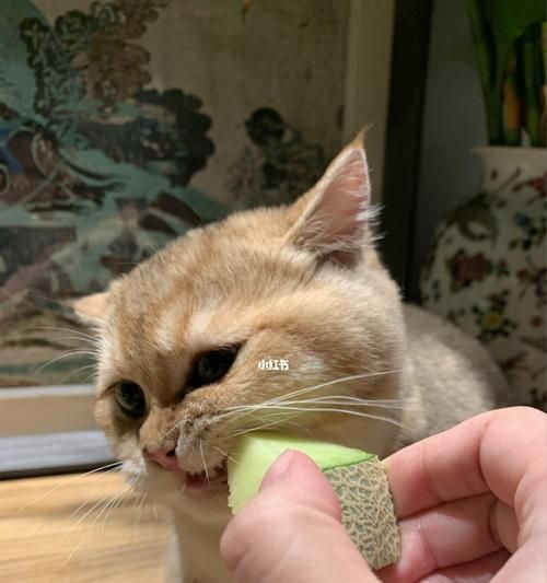 猫咪吃辣拉肚子怎么办（宠物健康贴士）