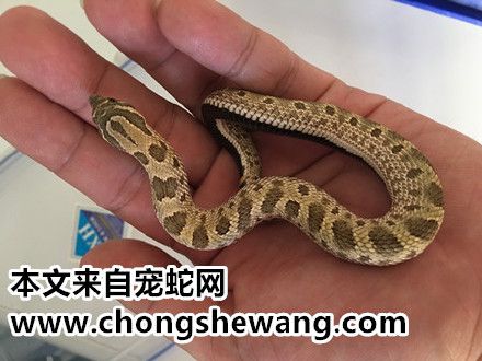 宠物蛇的上手技巧