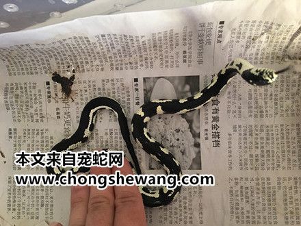 宠物蛇的上手技巧