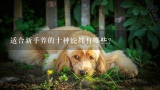 适合新手养的十种蛇都有哪些？