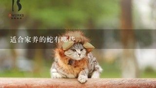 适合家养的蛇有哪些