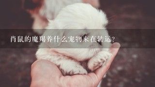 肖鼠的魔羯养什么宠物来在转运?