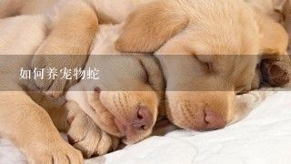 如何养宠物蛇