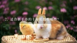 适合新手养的十种蛇都有哪些？