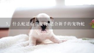 什么蛇适合做宠物 适合新手的宠物蛇