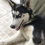 苏苏