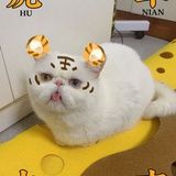 发条橙