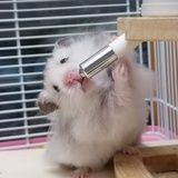 Jack鼠船长