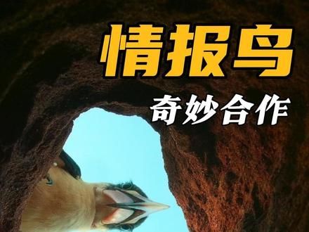 《合作但不完全合作》 #动物世界 #神奇动物在抖音 #动物科普 #犀鸟 #狐獴