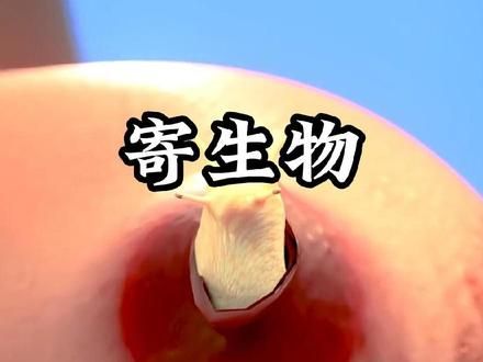 千万不要乱吃虫子 #科普一下 #寄生虫 #蜗牛 #冷知识