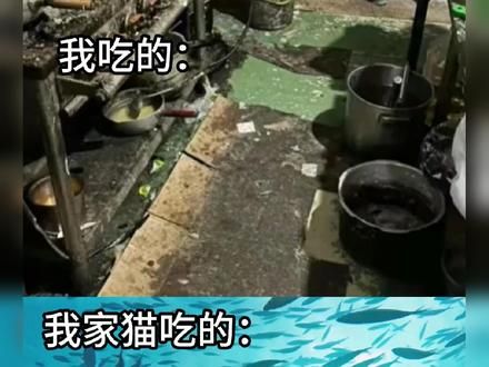 我吃的VS我家猫吃的，原来我家猫吃的这么好 #新手养猫 #聪颖 #猫粮推荐 #食品安全 #没有一口猫粮是白吃的
