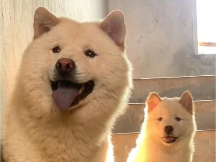 中华田园犬之白土松,中国人自己的萨摩耶#知识科普 #动物科普