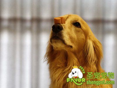 可卡