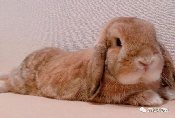 活久见！兔子也需要打疫苗？